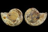 Cut & Polished, Agatized Ammonite Fossil- Jurassic #110783-1